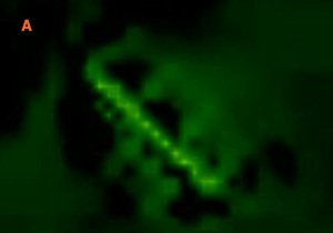 ¿OVNI alrededor del Sol? 2011