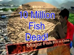 Millones de peces muertos en el río Minjiang de China, 20 septiembre 2011