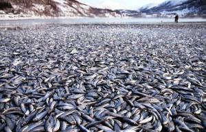 Peces y aves muertas por causas desconocidas, otro año más 2012