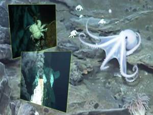 Escalofriante vídeo de la vida en el 'mundo perdido' en el profundo mar en el océano cerca de la Antártida