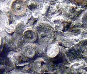 Los rumores de una máquina de 400 millones de años encontrada en Rusia parece ser falsa