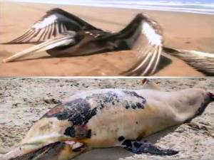 Pelican dolphin Peru - Peru Investigates Mystery 538 Pelicans and 877 Dolphins Deaths