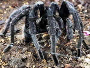 spider 1 - Mysterious Tarantulas Spiders kill two people in Indian Village leaving Villagers in fear
