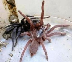 spider 2 Mysterious Tarantulas Spiders kill two people in Indian Village leaving Villagers in fear