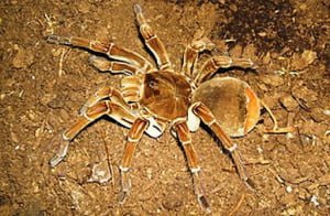 spider 3 - Mysterious Tarantulas Spiders kill two people in Indian Village leaving Villagers in fear