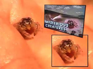 Misteriosas criaturas desconocidas llegando a la orilla de Hawaii por millones - 15 de julio de 2012