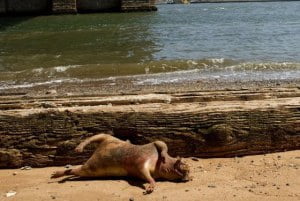 Monstruo de Montauk