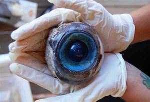 Mysterioso ojo en Pompao Beach