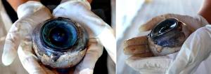 Mysterioso ojo en Pompao Beach