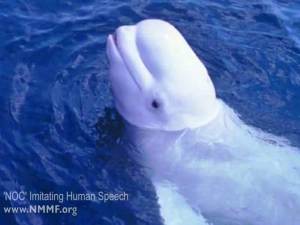 Ballena Blanca NOC