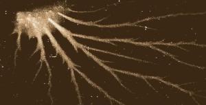 ¿Criaturas extraterrestres en el espacio?