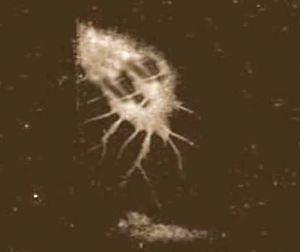 ¿Criaturas extraterrestres en el espacio?