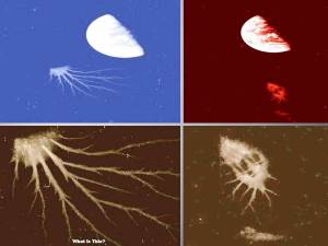 ¿Criaturas extraterrestres en el espacio?