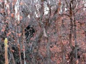 Pie Grande - Bigfoot