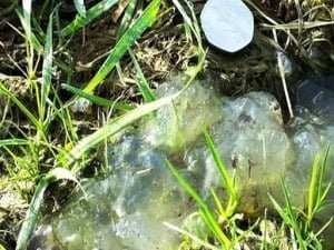 Misteriosa baba verde 'espacial' encontrada durante lluvia de meteoros
