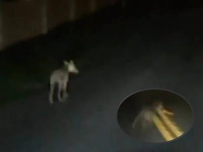 Chupacabras