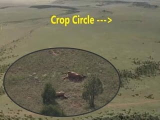 120 alces muertos cerca de círculo de la cosecha o lugar de aterrizaje OVNI En nuevo México. ¿Coincidencia? - 26 de agosto 2013 1 120 alces muertos cerca de círculo de la cosecha o lugar de aterrizaje OVNI En nuevo México. ¿Coincidencia? - 26 de agosto 2013